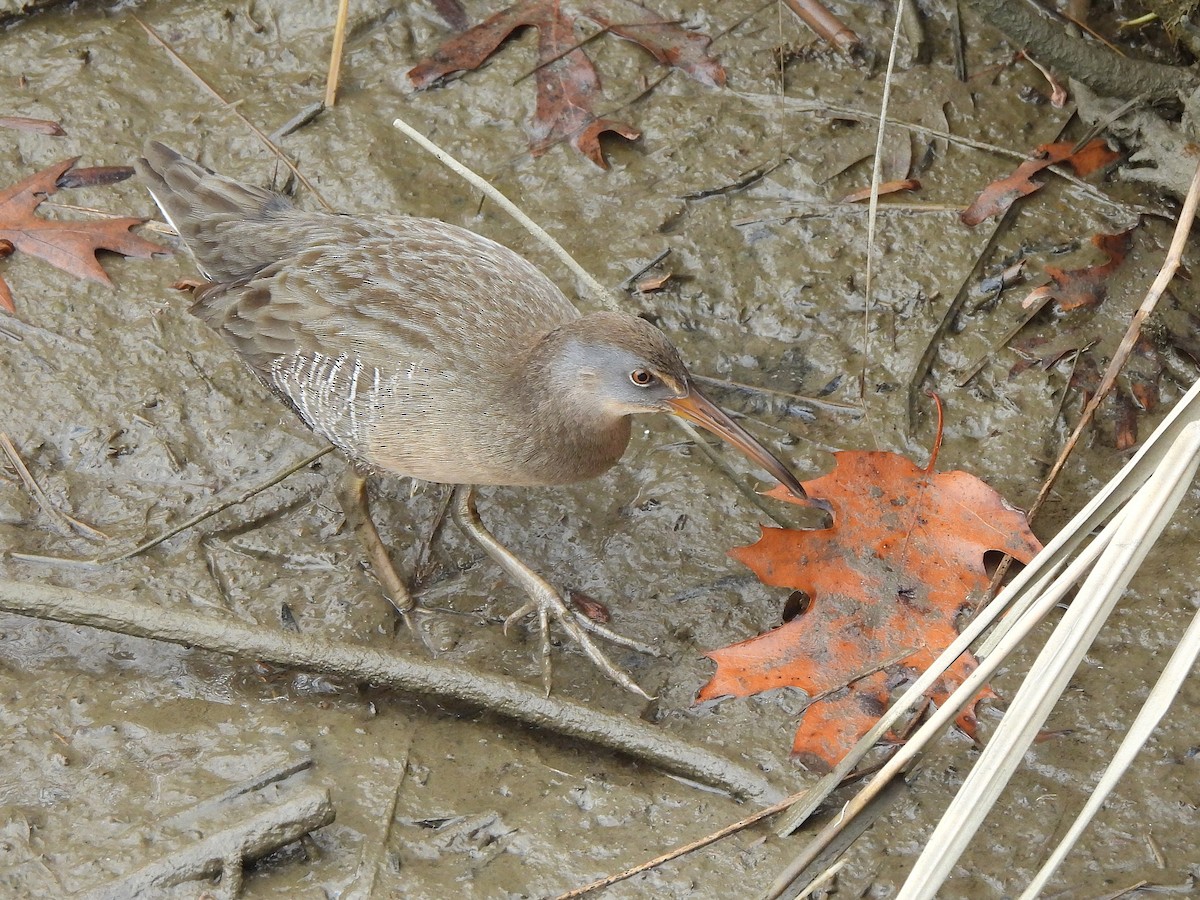 Clapper Rail - ML645860402