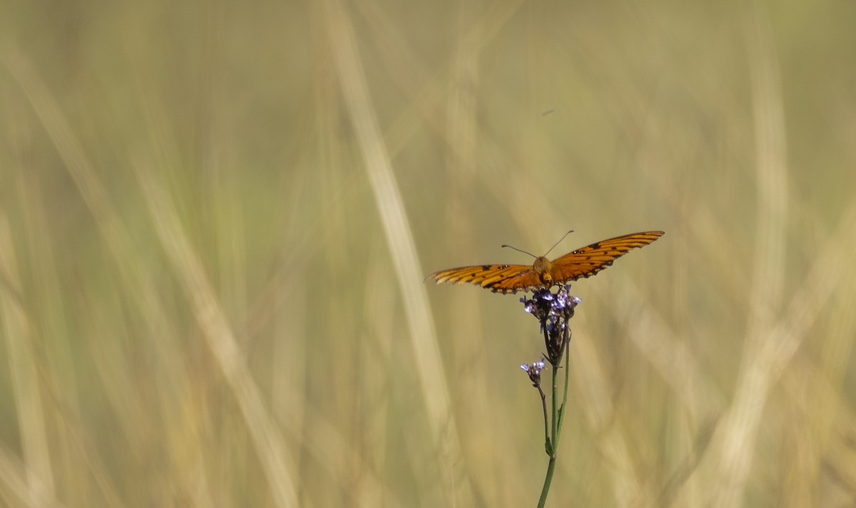 Animals - ML645860403