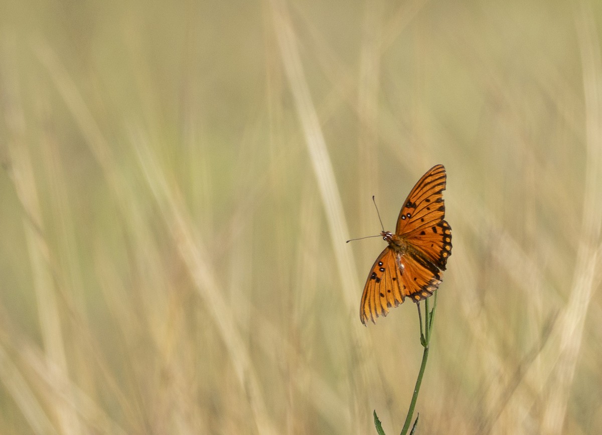 Animals - ML645860404