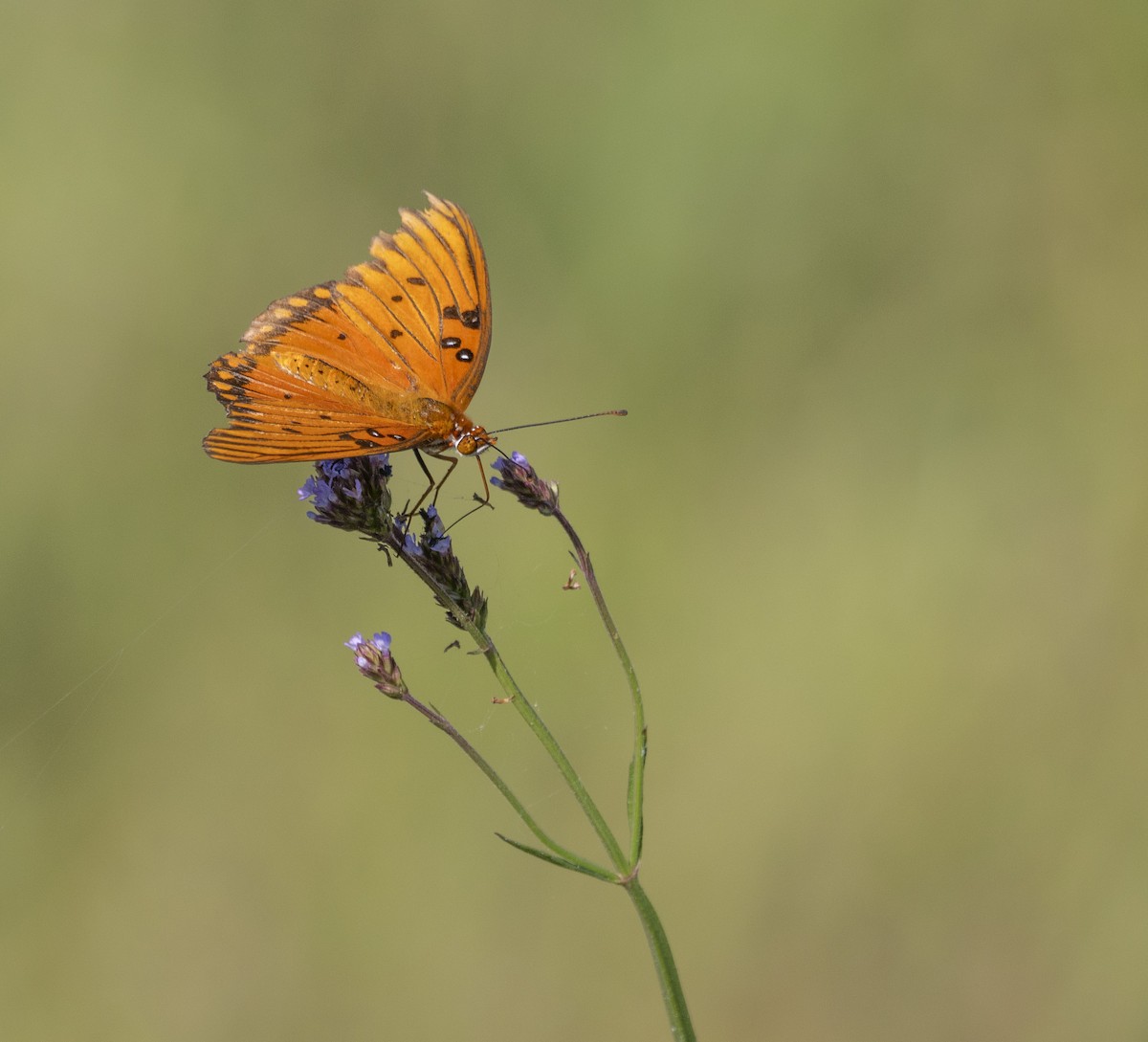 Animals - ML645860405