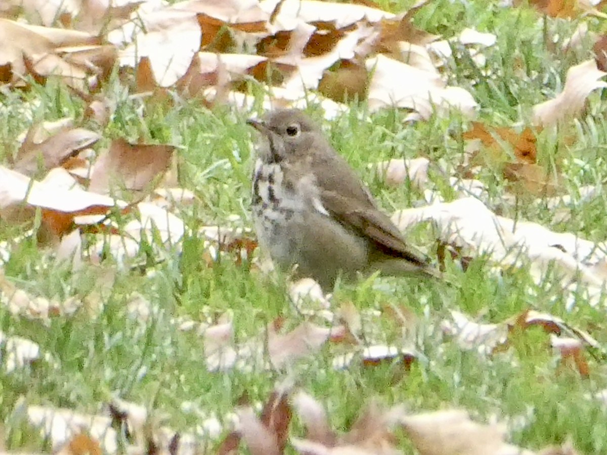 Hermit Thrush - ML645860406