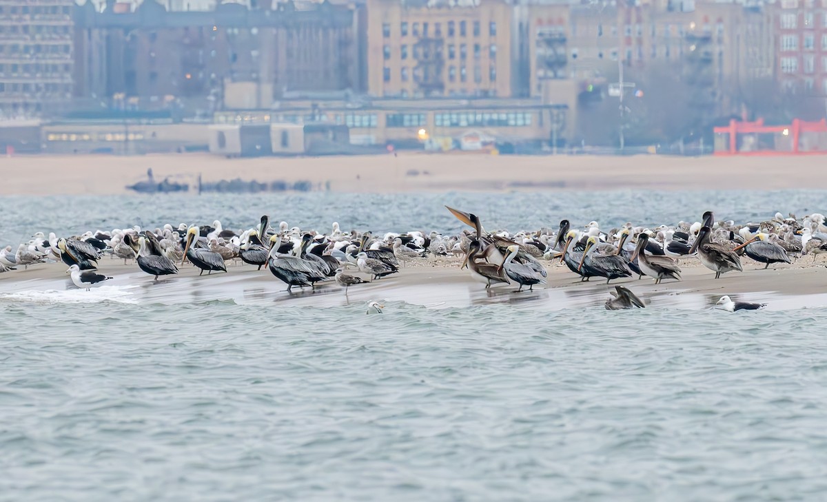 Brown Pelican - ML645860408