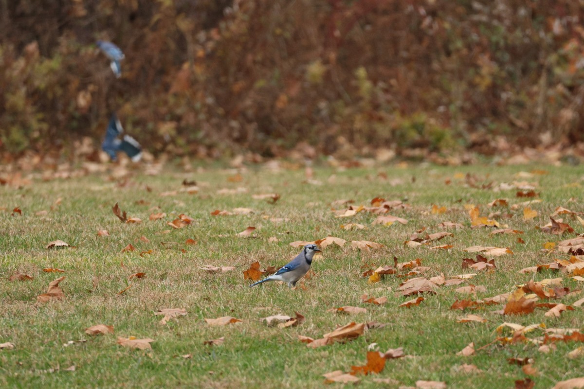 Blue Jay - ML645860409