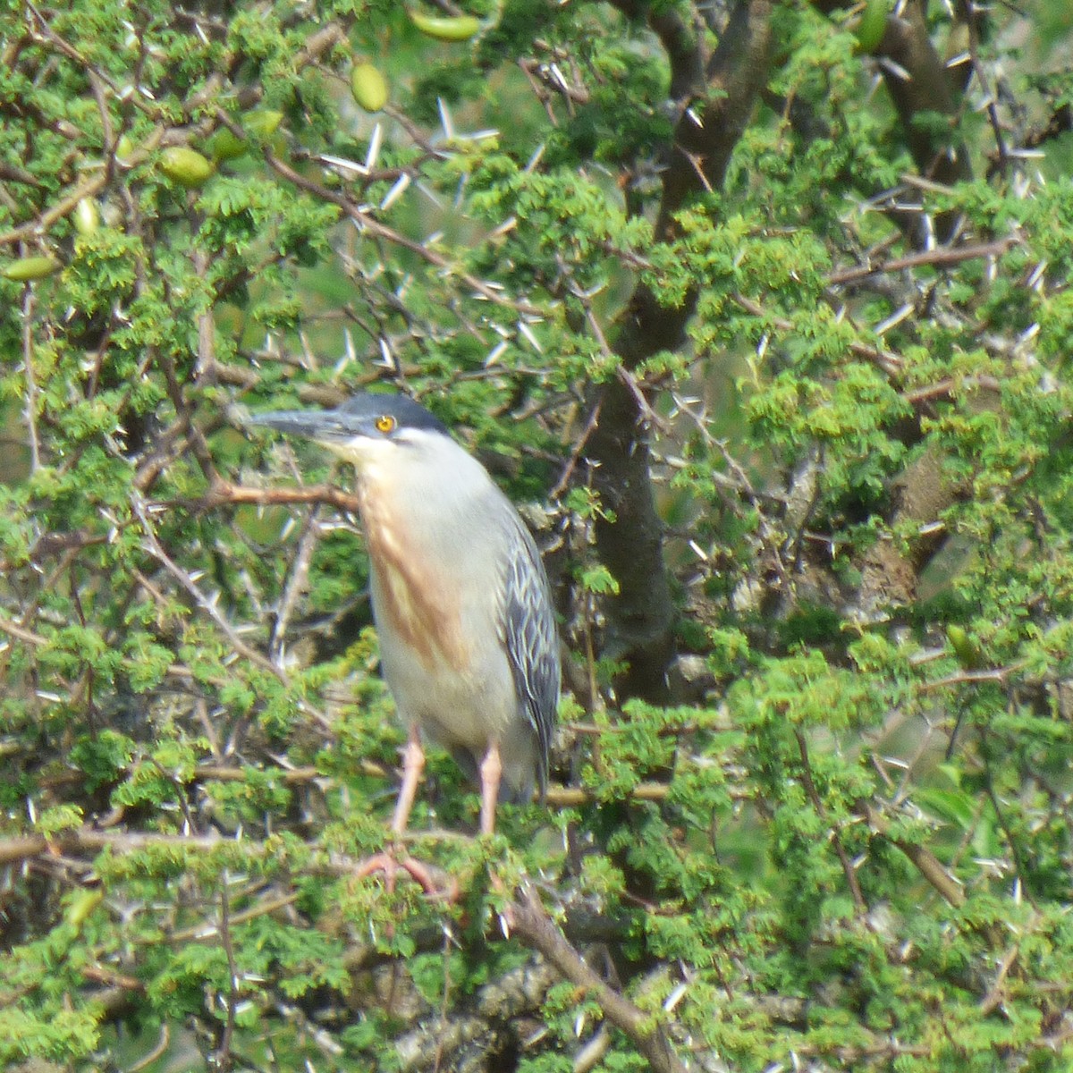 Striated Heron - ML645860418