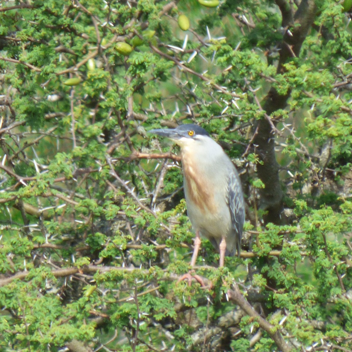 Striated Heron - ML645860425