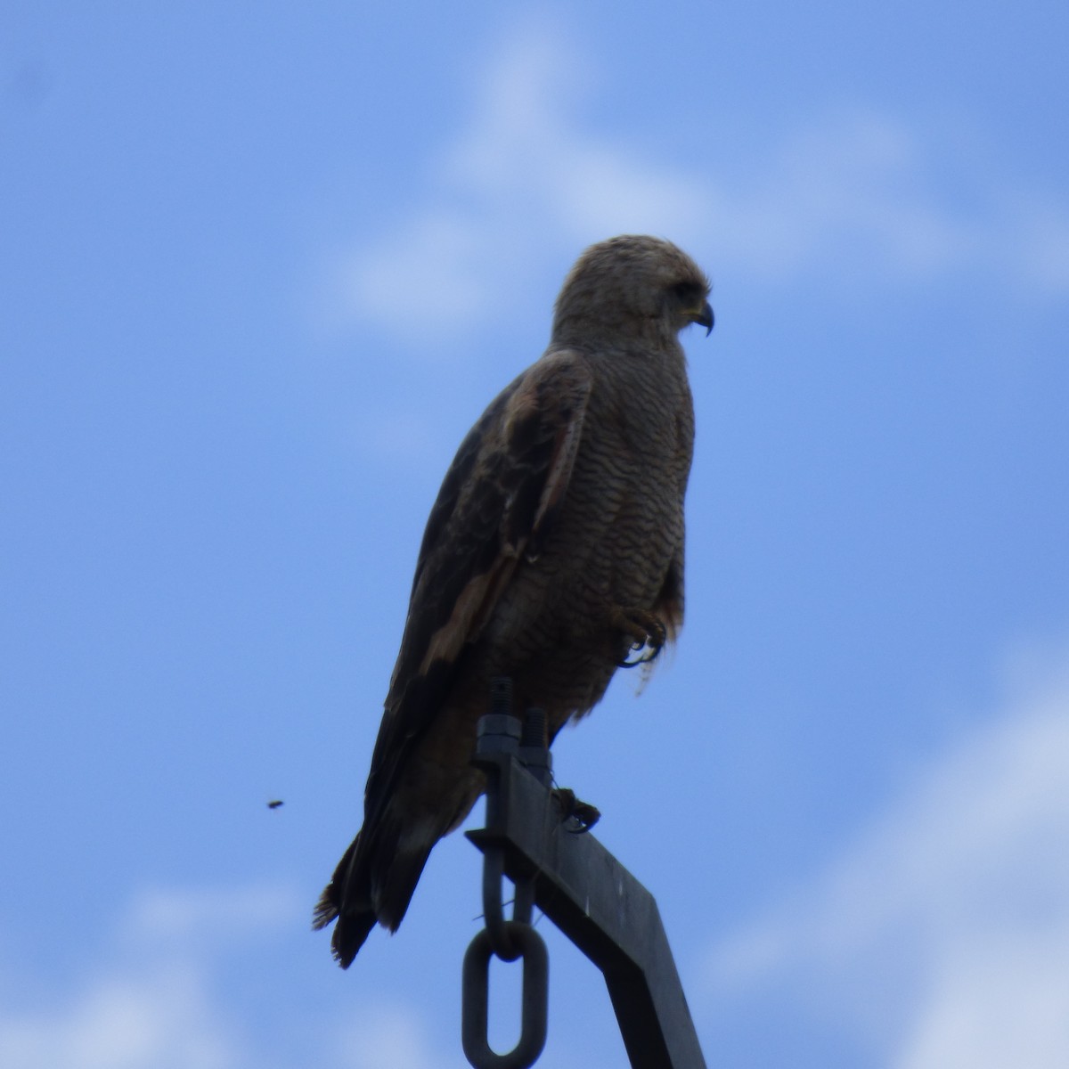 Саванный крабоед - ML645860433