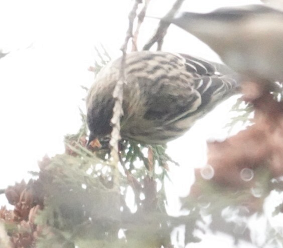 Pine Siskin - ML645860434