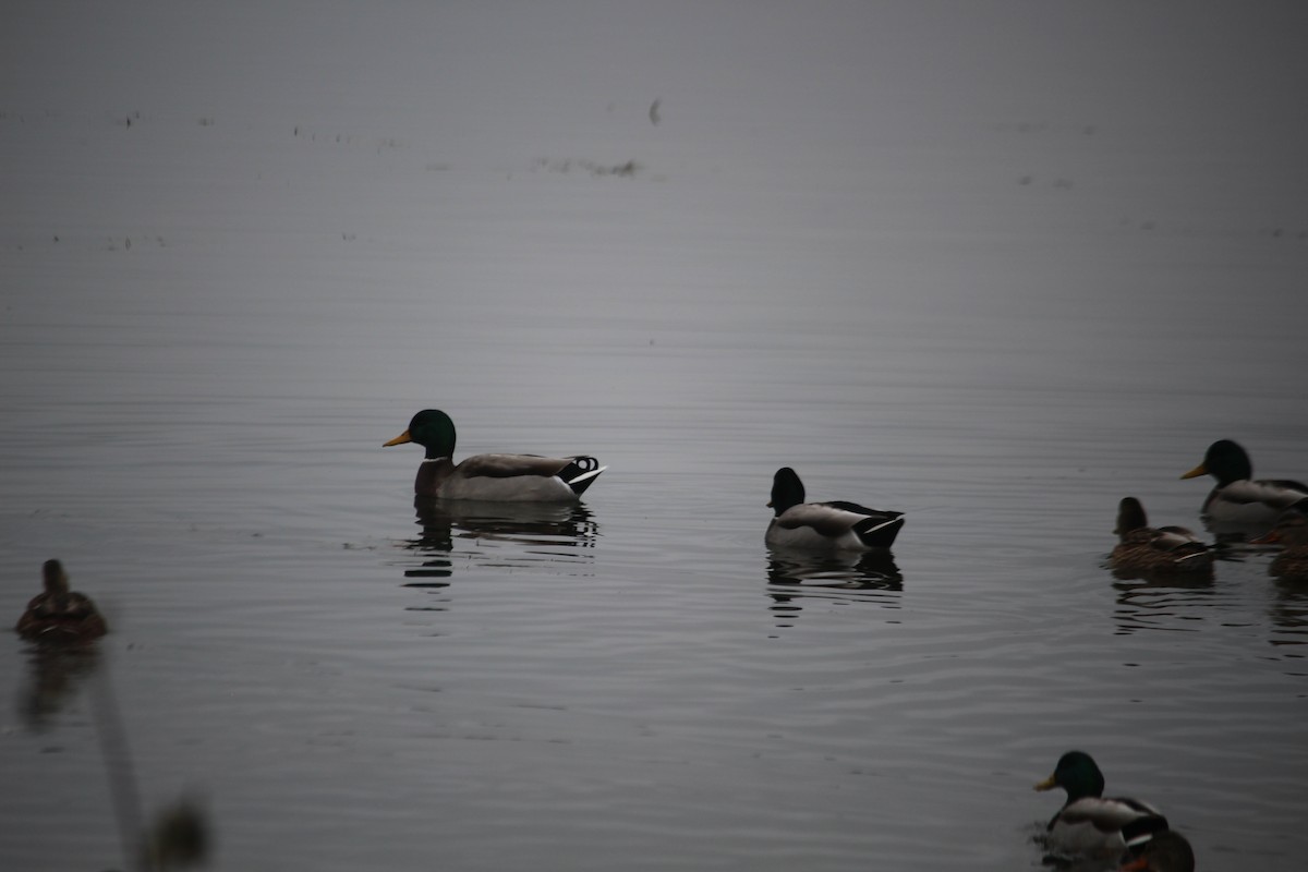 Mallard - ML645860439