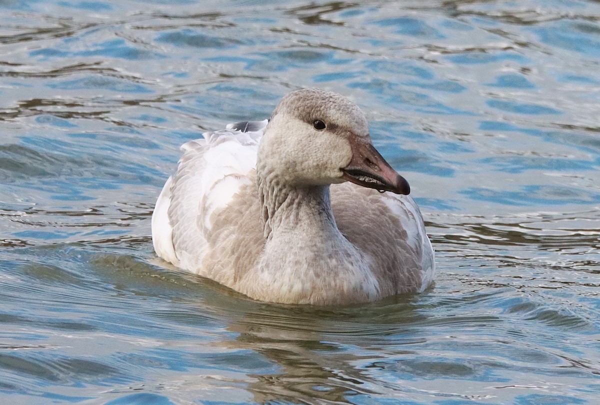 Snow Goose - ML645860441