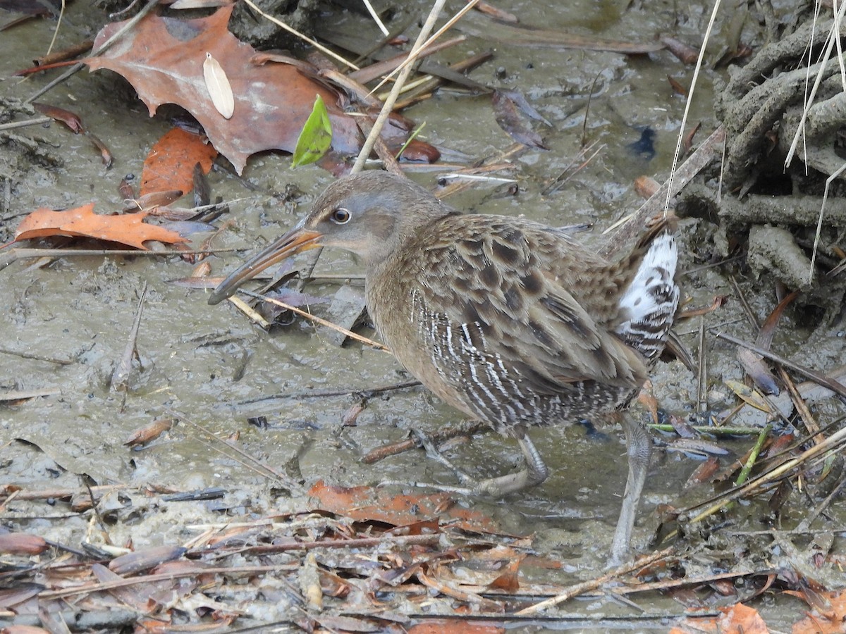 Clapper Rail - ML645860443
