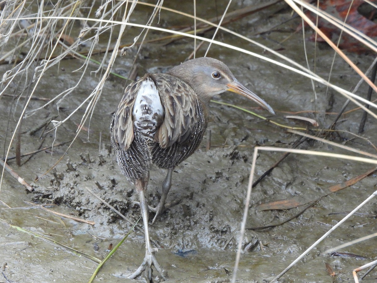 Clapper Rail - ML645860444