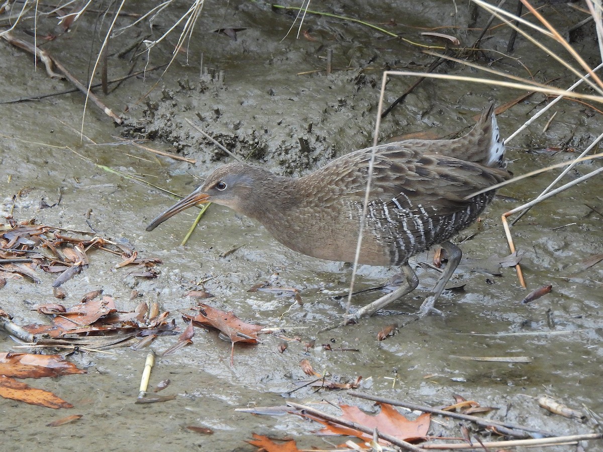 Clapper Rail - ML645860445