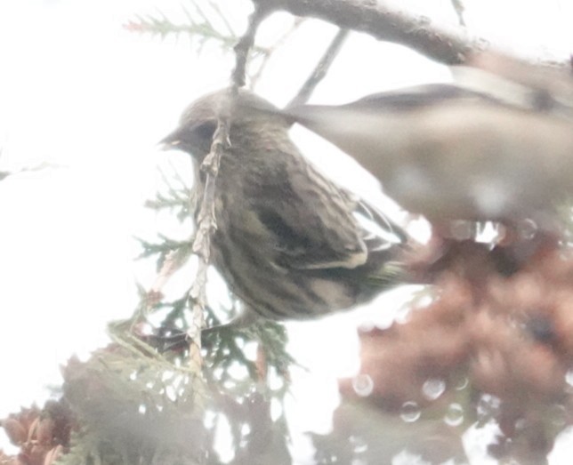 Pine Siskin - ML645860448