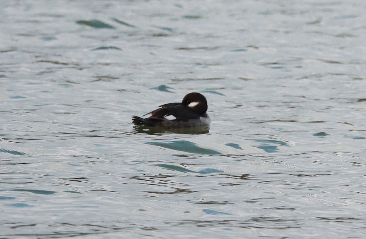 Bufflehead - ML645860453