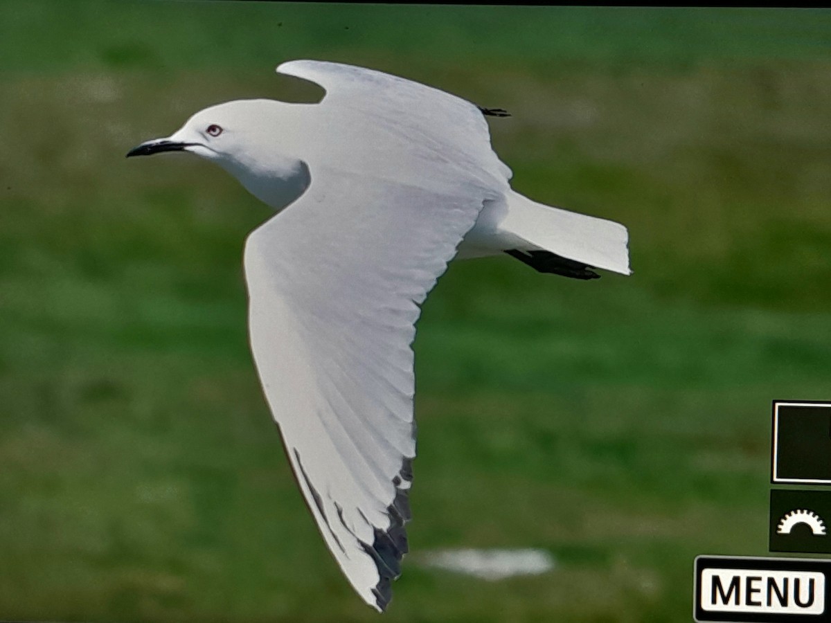 Black-billed Gull - ML645860454