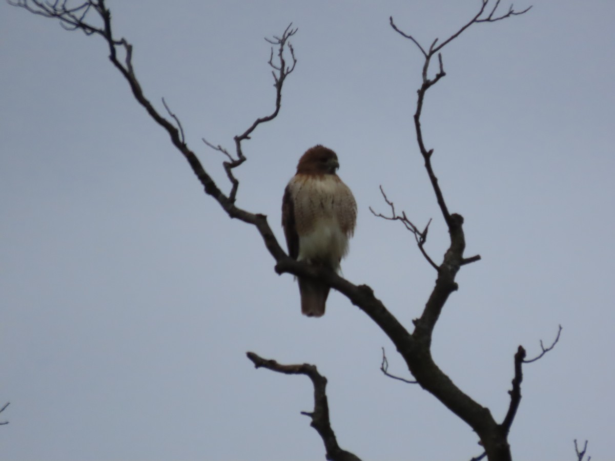 Red-tailed Hawk - ML645860460