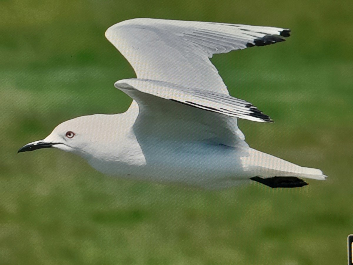 Black-billed Gull - ML645860461