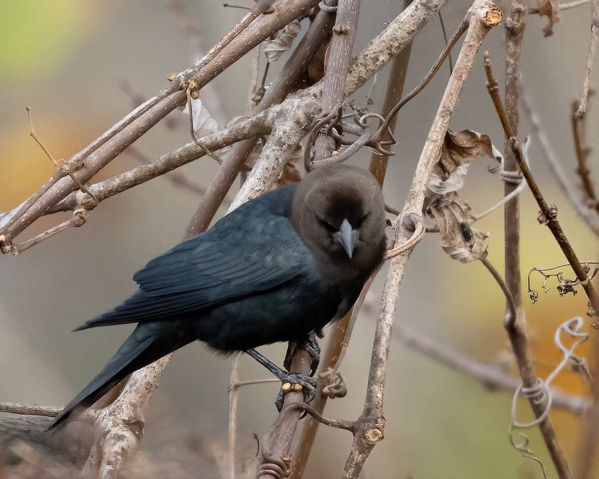 Braunkopf-Kuhstärling - ML645860462