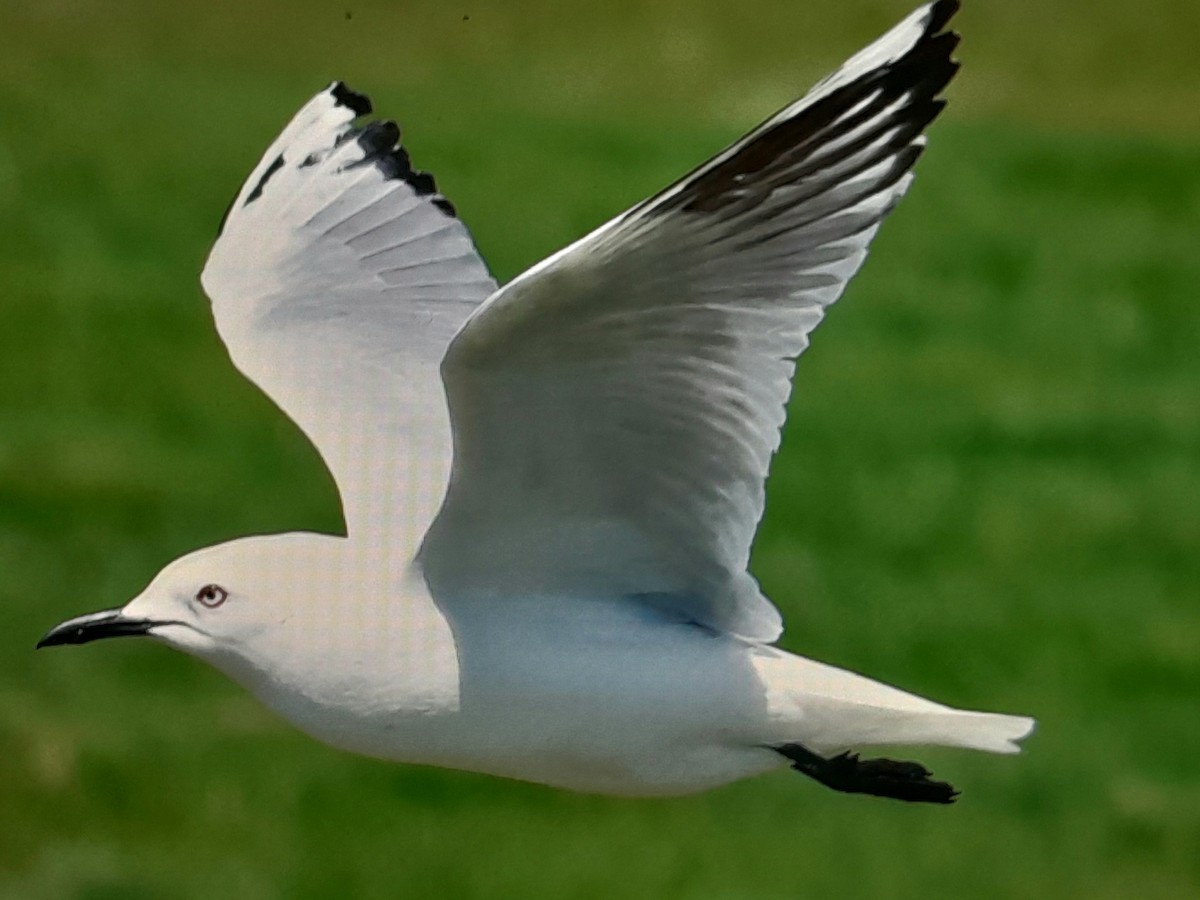 Black-billed Gull - ML645860464