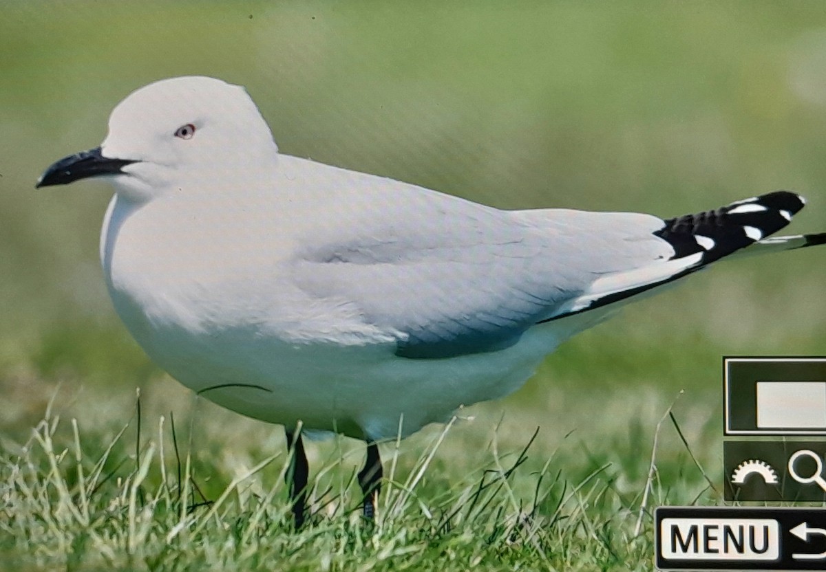 Black-billed Gull - ML645860469