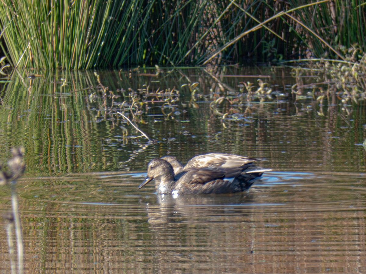 Boz Ördek - ML645860470