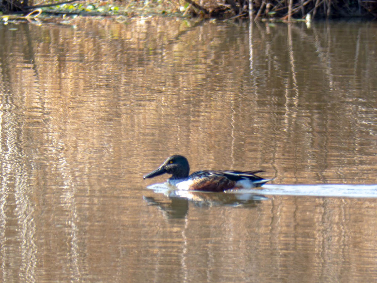 Northern Shoveler - ML645860481