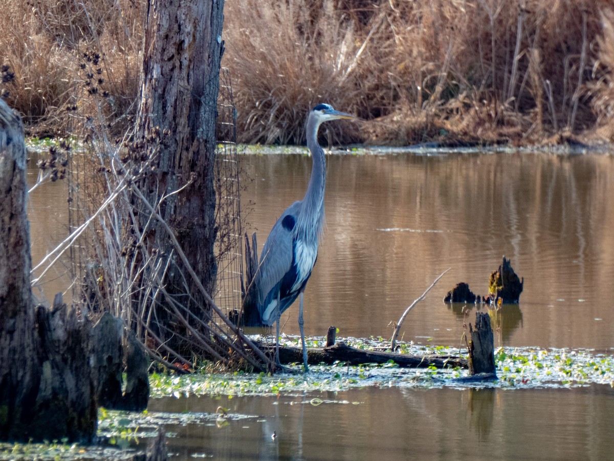 Great Blue Heron - ML645860485