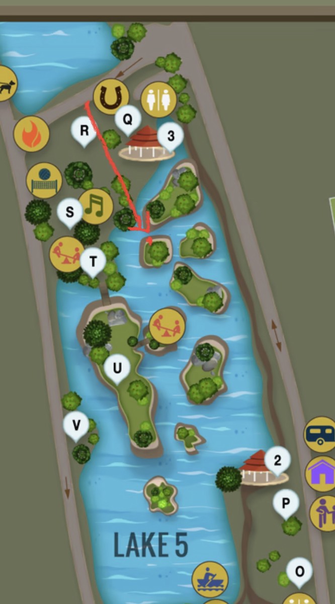 Mandarin Duck - ML645860488