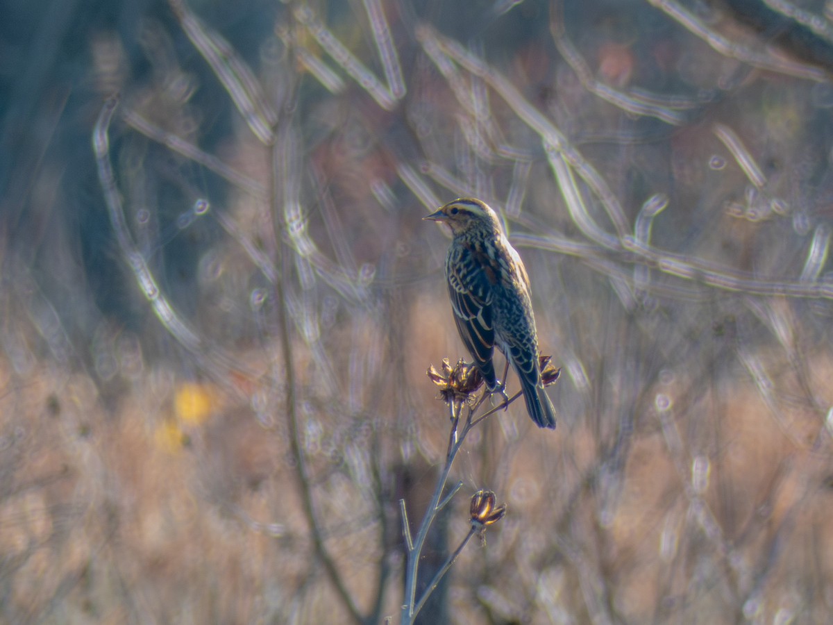 White-throated Sparrow - ML645860508