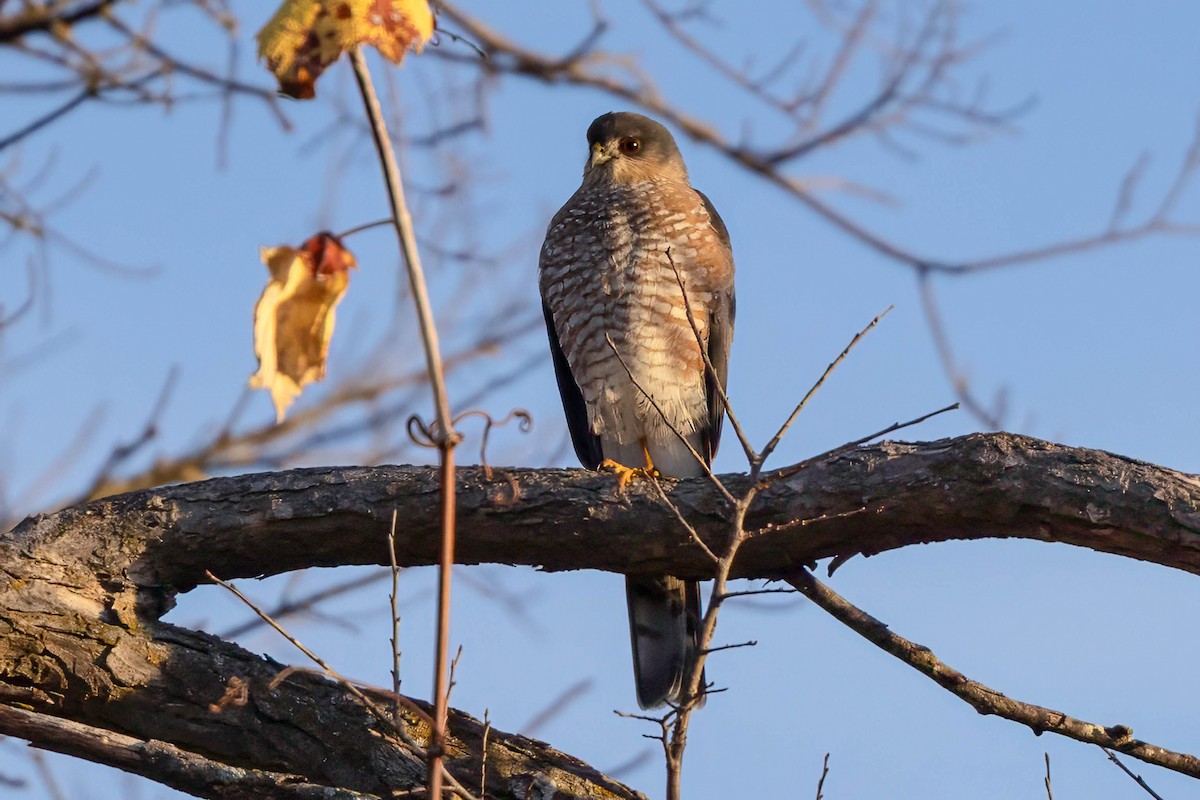 Sharp-shinned Hawk - ML645860516