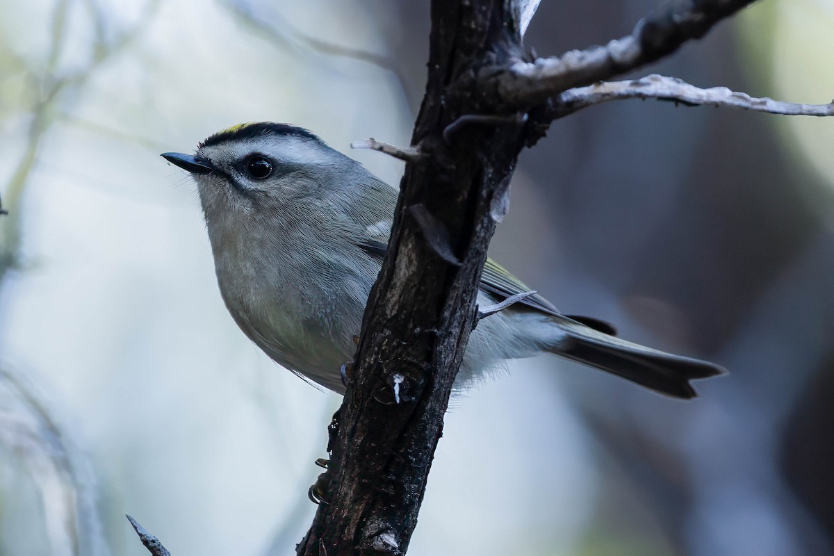 Golden-crowned Kinglet - ML645860519