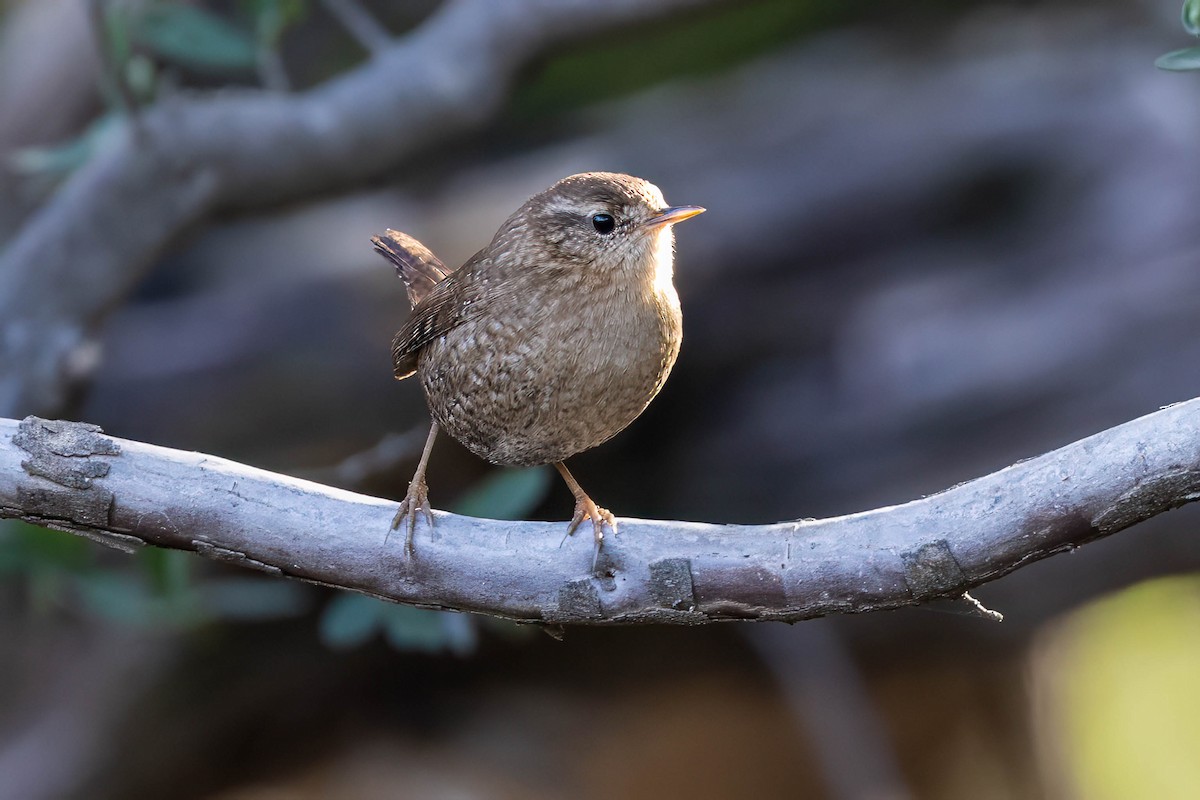 Winter Wren - ML645860520