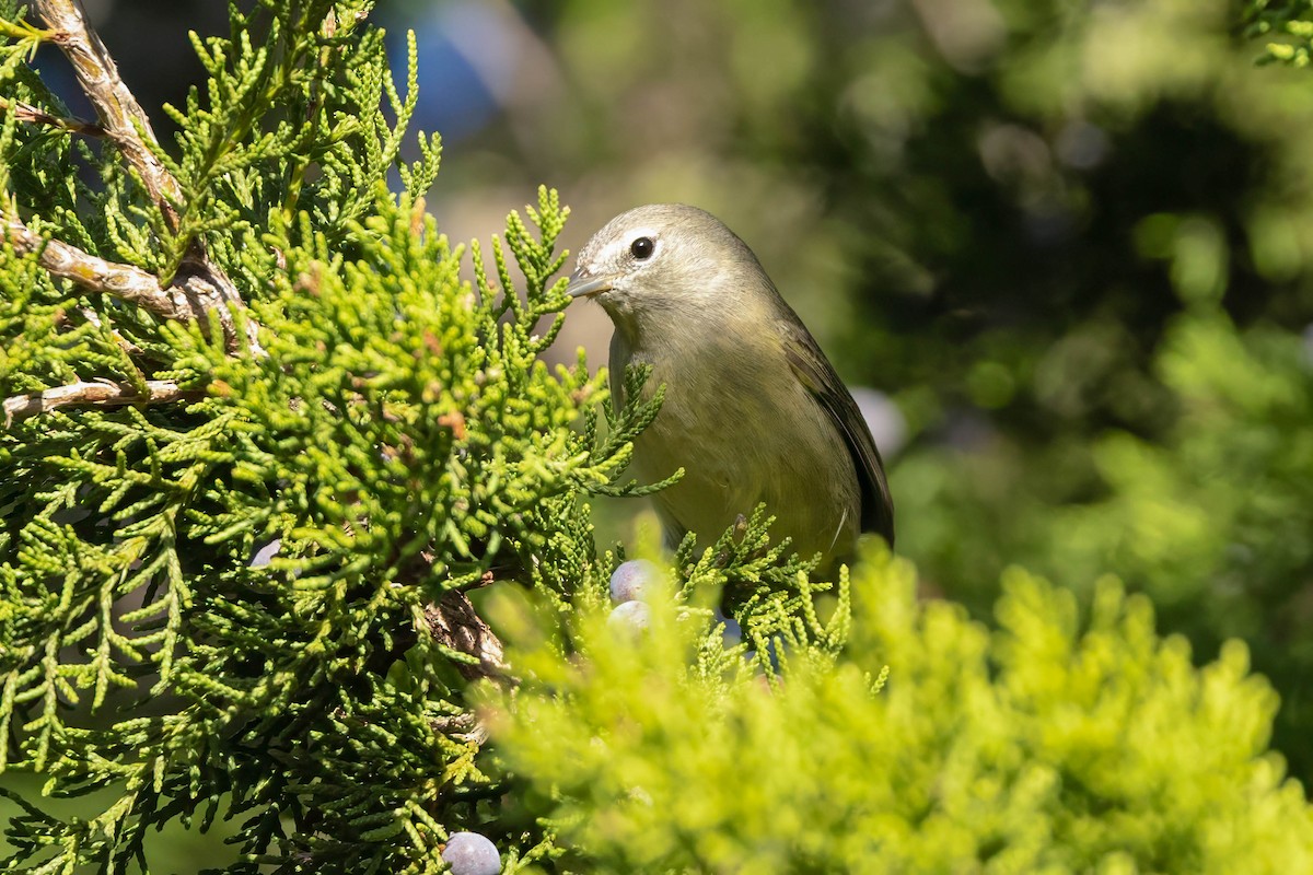 Orange-crowned Warbler - ML645860524
