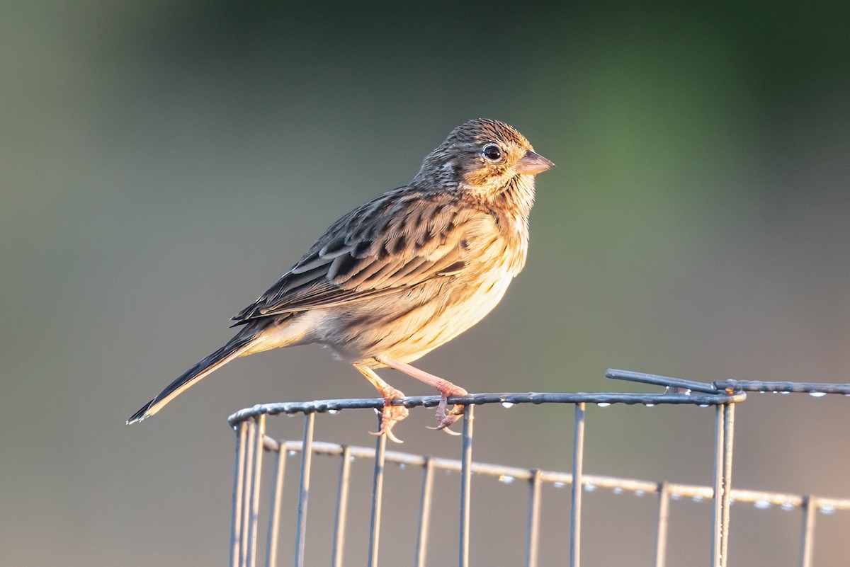 Vesper Sparrow - ML645860527