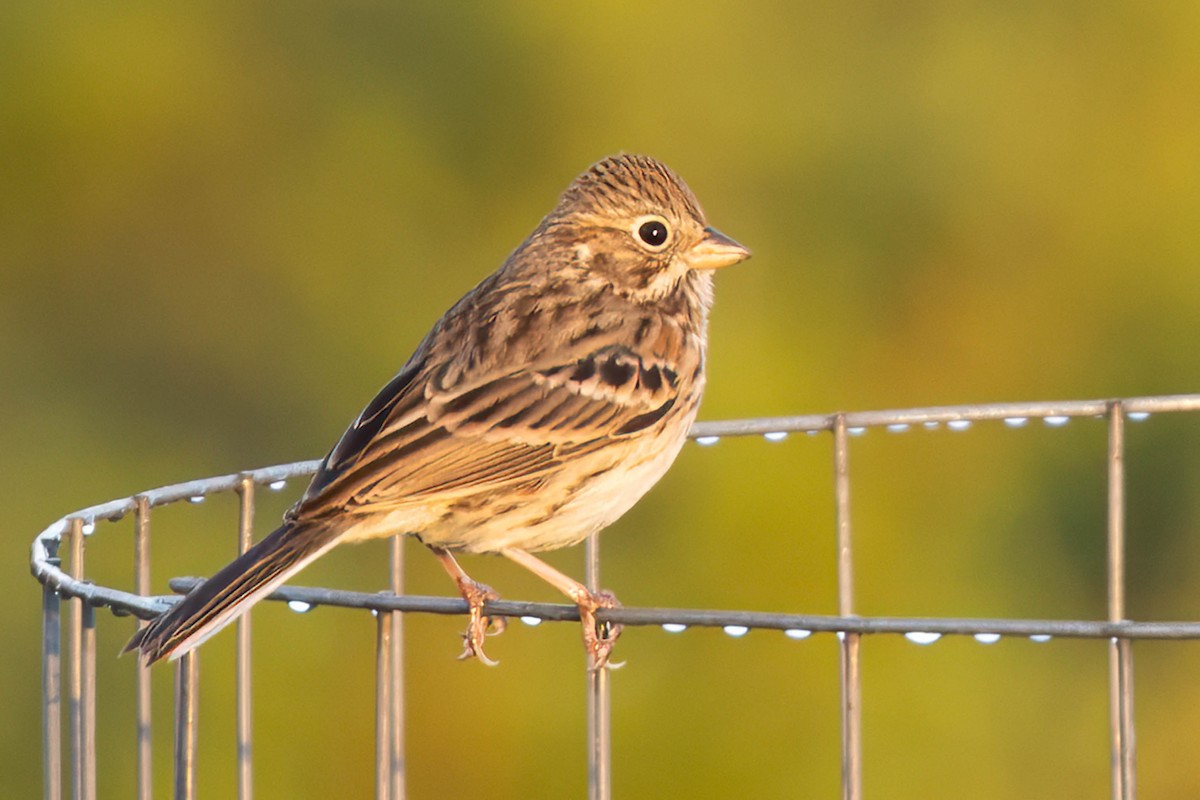 Vesper Sparrow - ML645860528