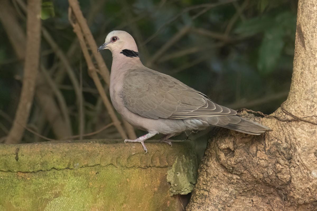 Red-eyed Dove - ML645860529
