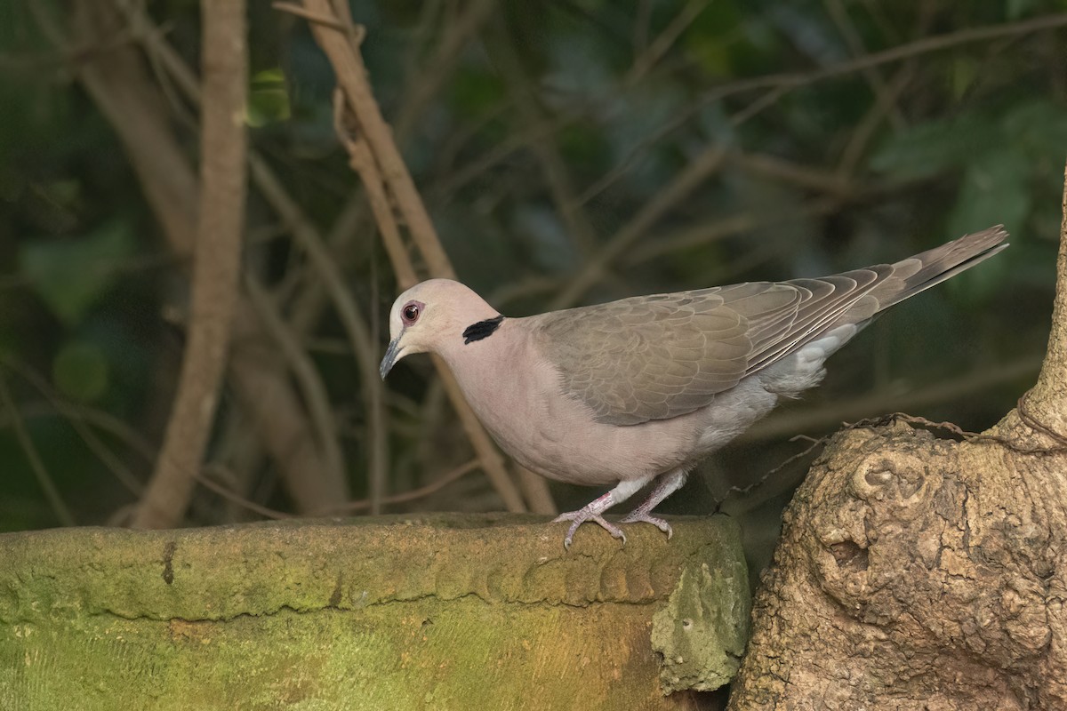 Red-eyed Dove - ML645860530