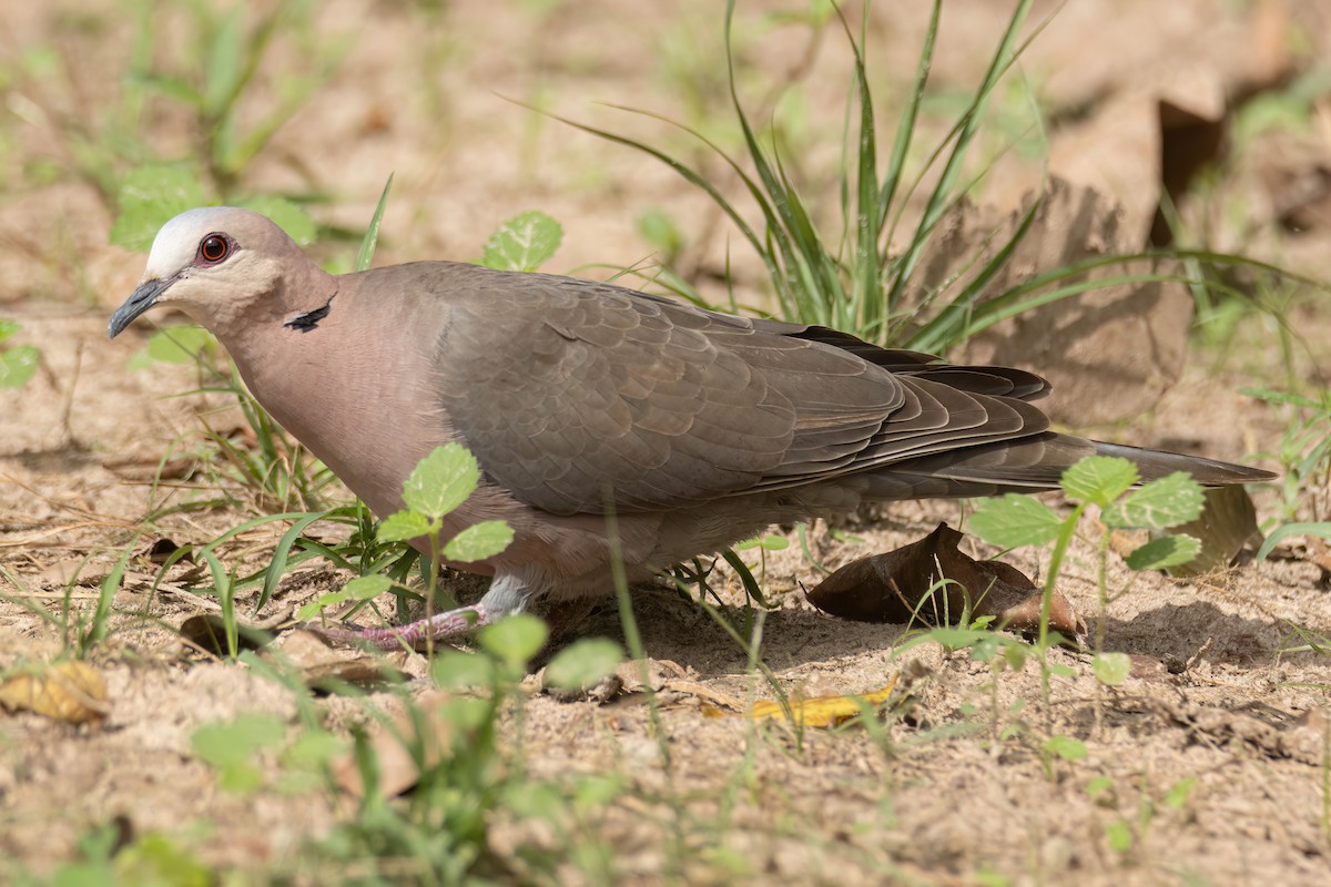 Red-eyed Dove - ML645860531
