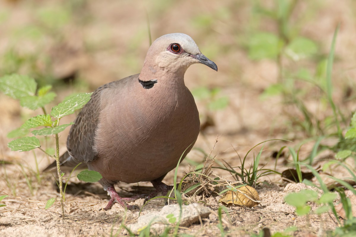 Red-eyed Dove - ML645860532