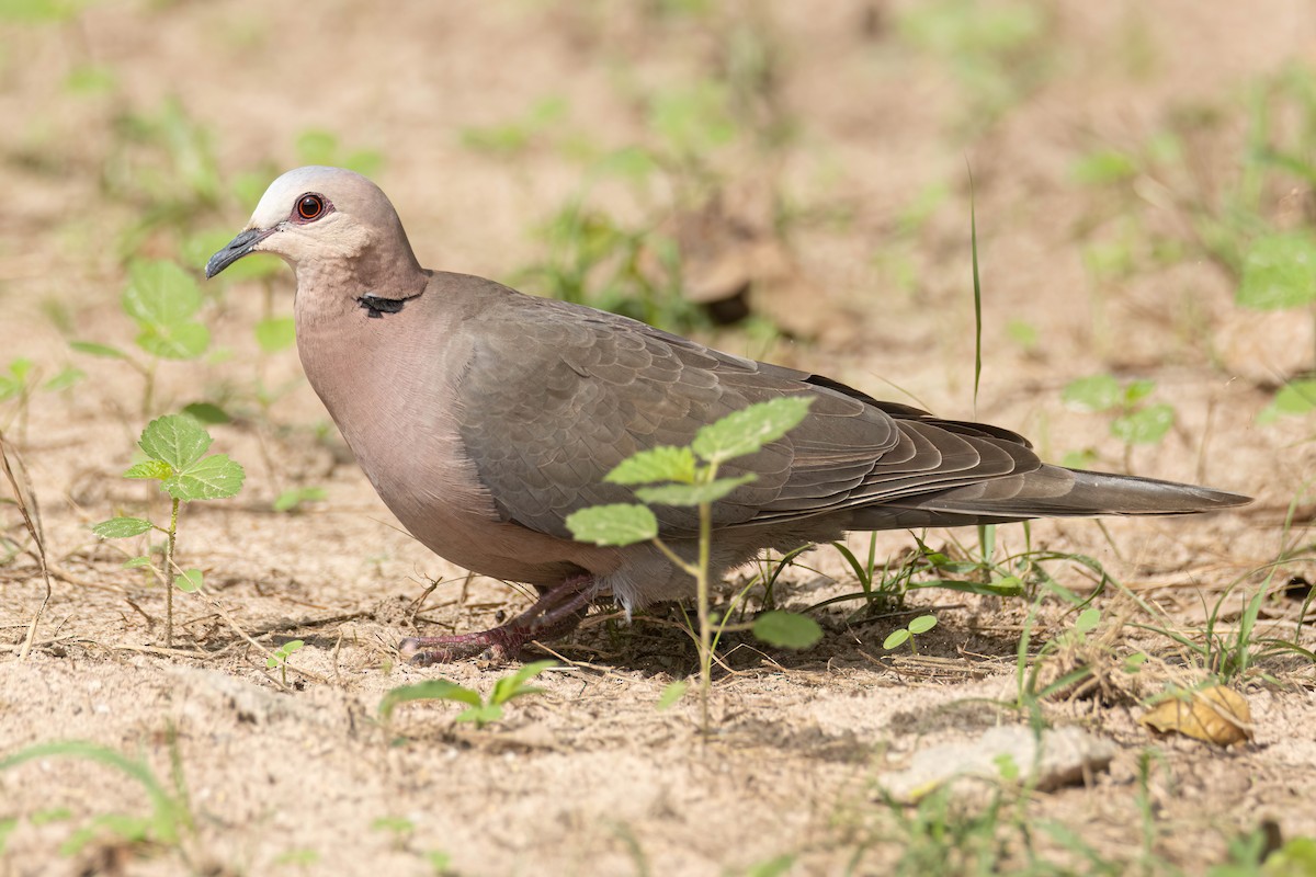 Red-eyed Dove - ML645860533