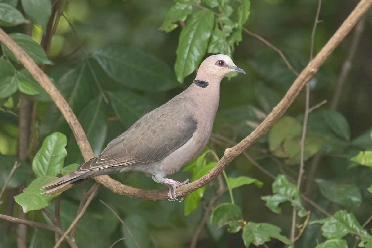 Red-eyed Dove - ML645860534