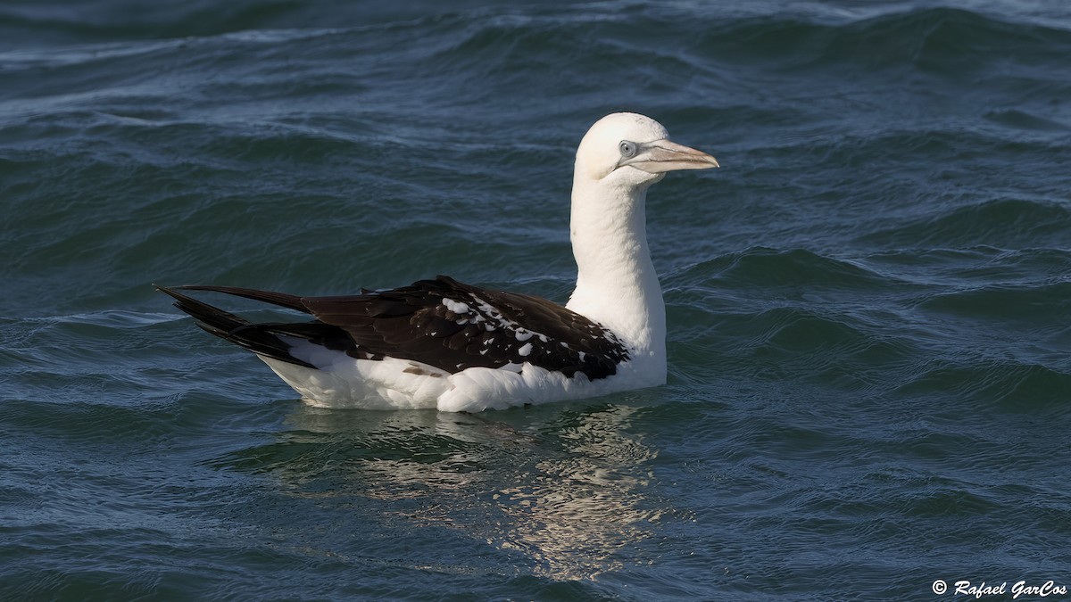 Northern Gannet - ML645860538