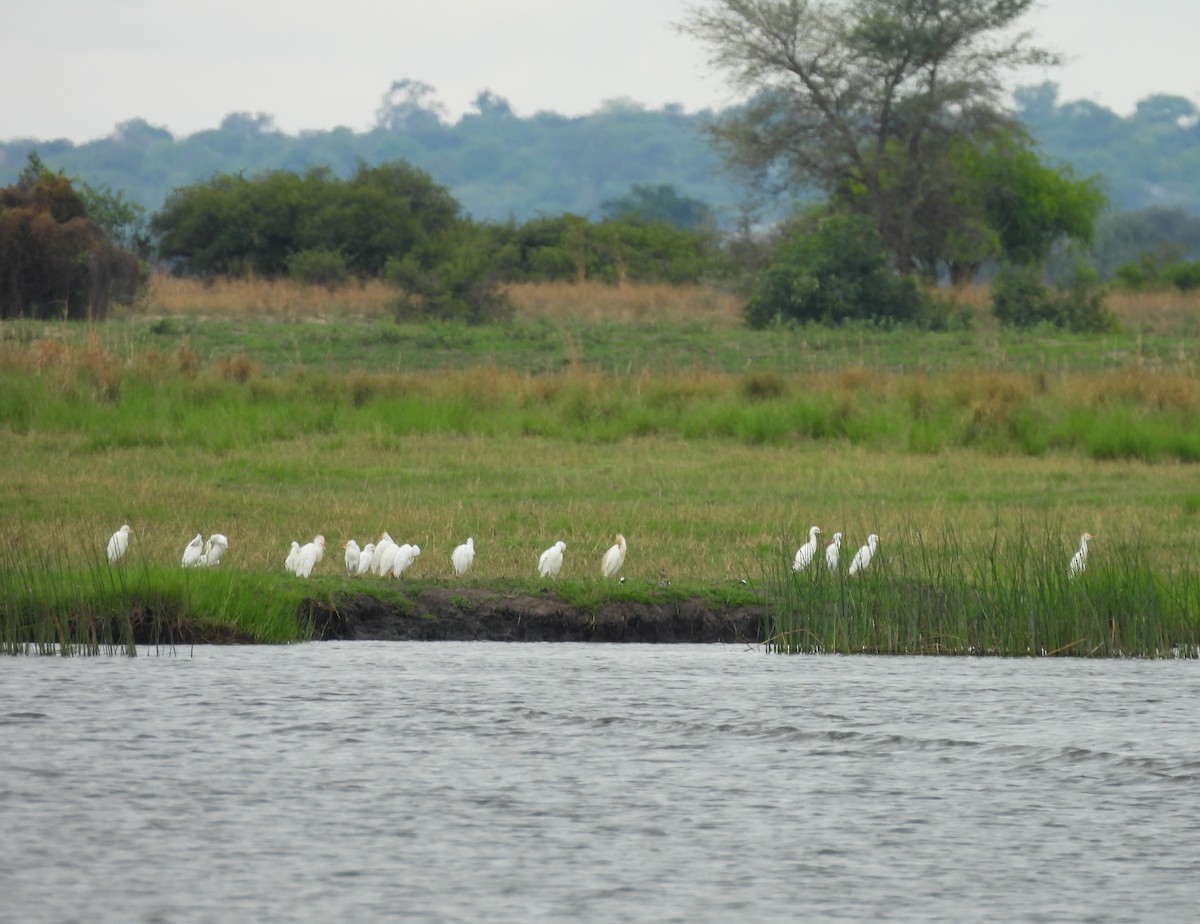 Western Cattle-Egret - ML645860539