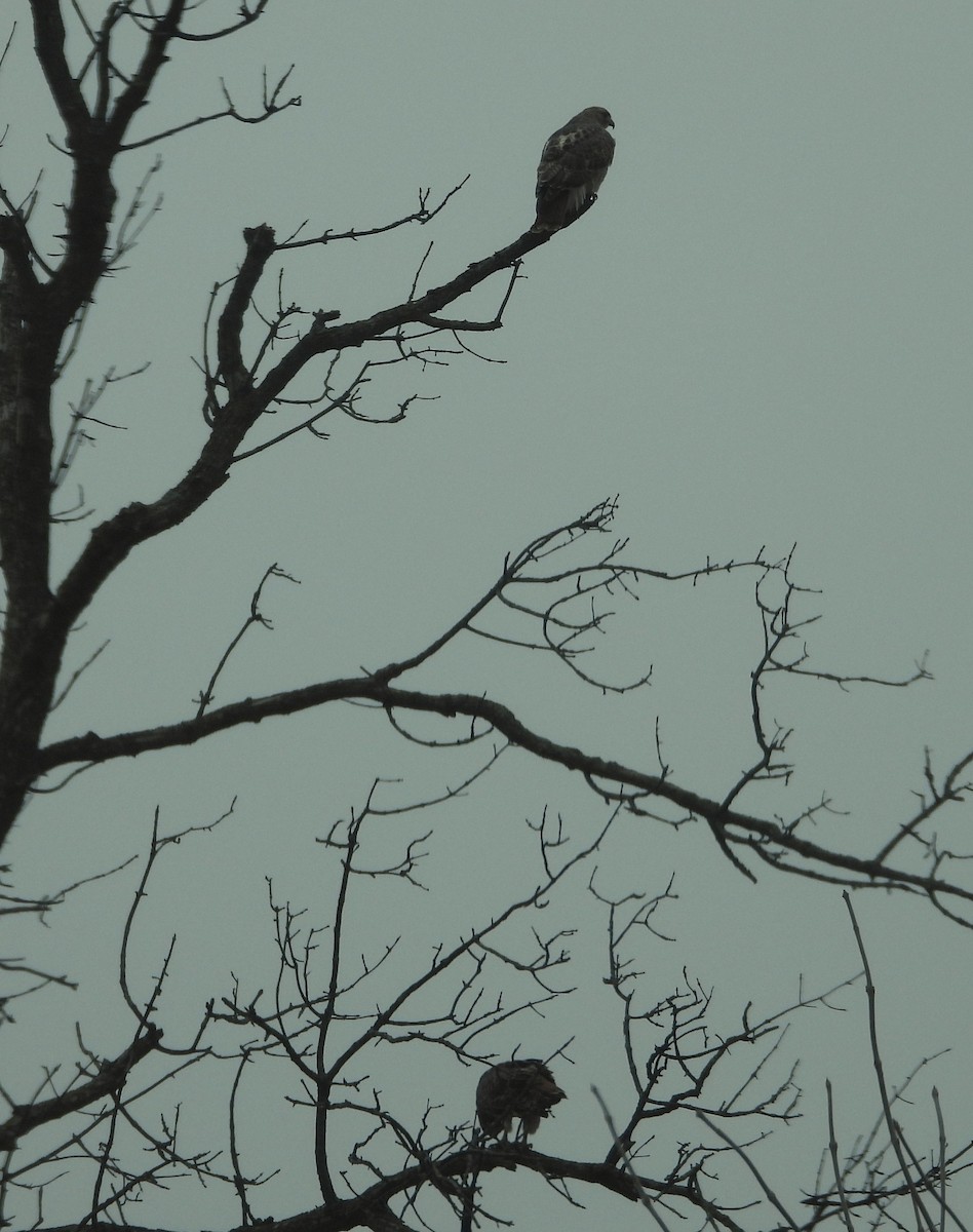 Red-tailed Hawk - ML645860540