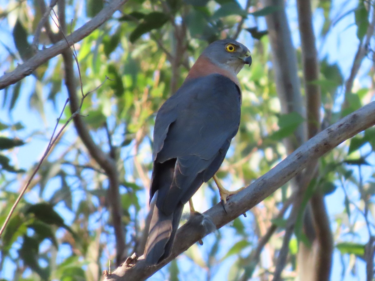 Collared Sparrowhawk - ML645860541
