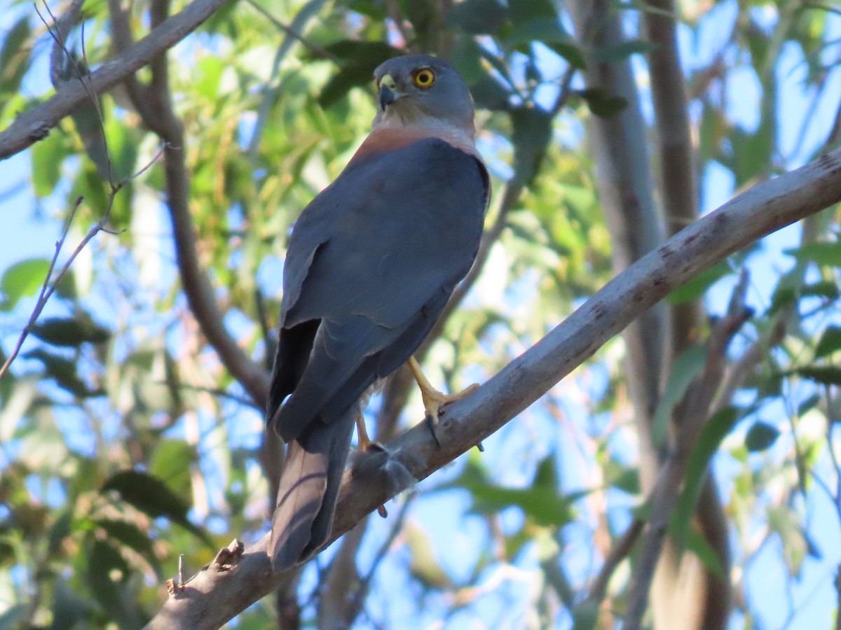 Collared Sparrowhawk - ML645860542