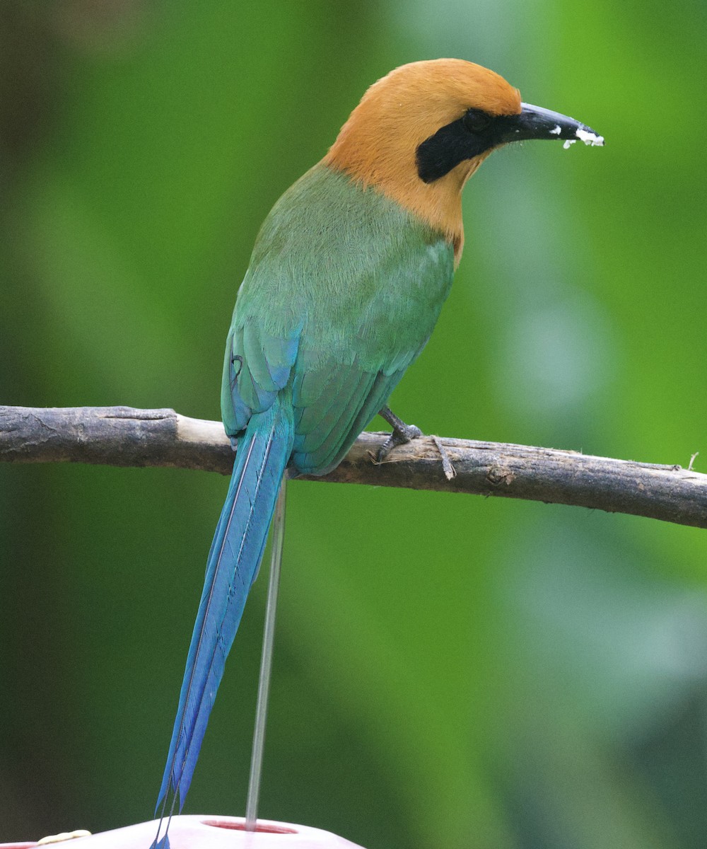 Rufous Motmot - ML645860544