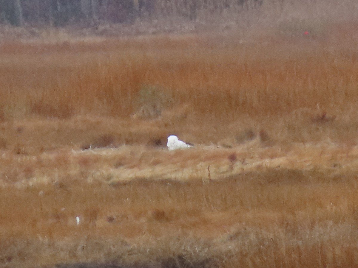 Snowy Owl - ML645860545