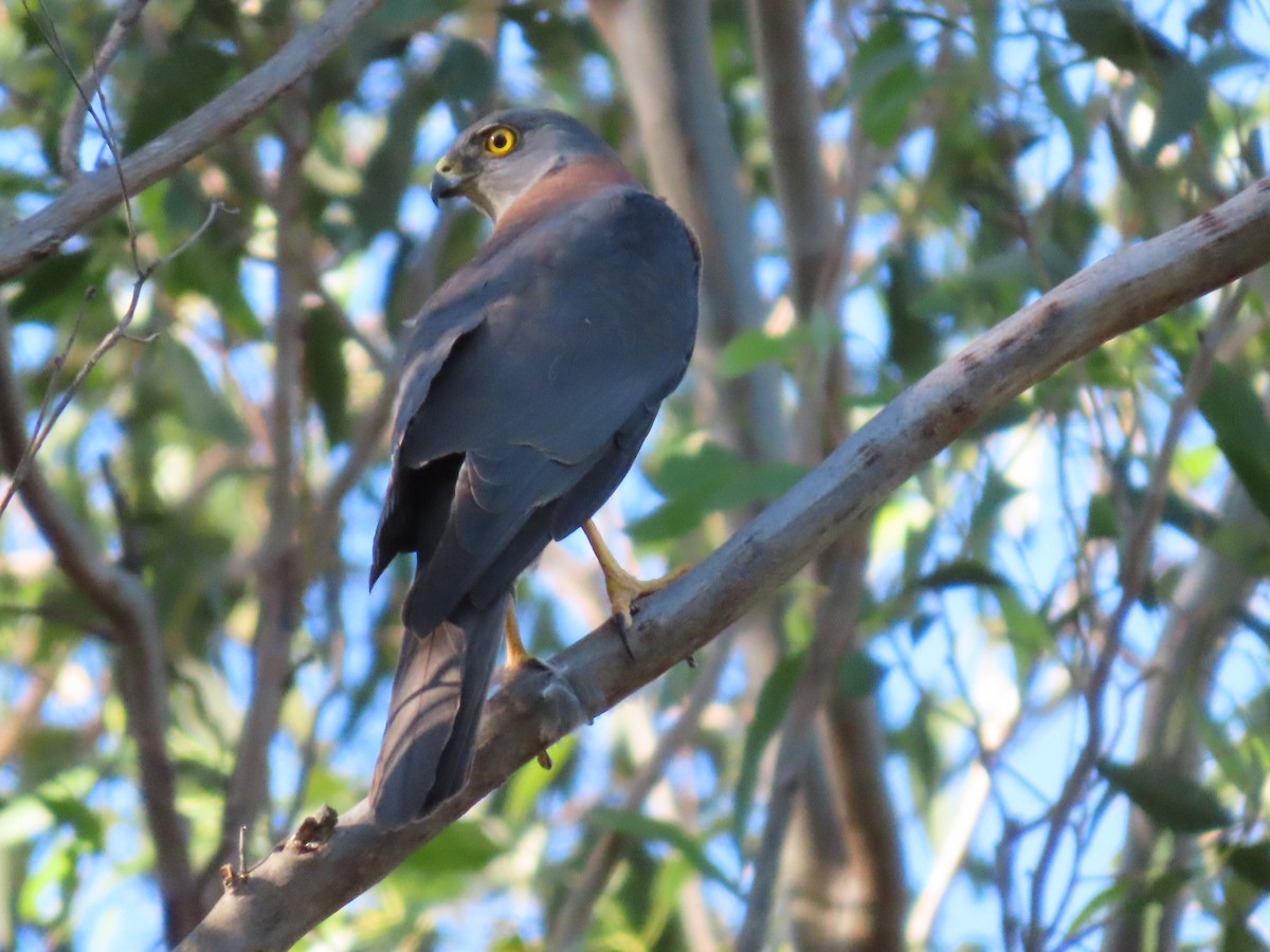 Collared Sparrowhawk - ML645860547