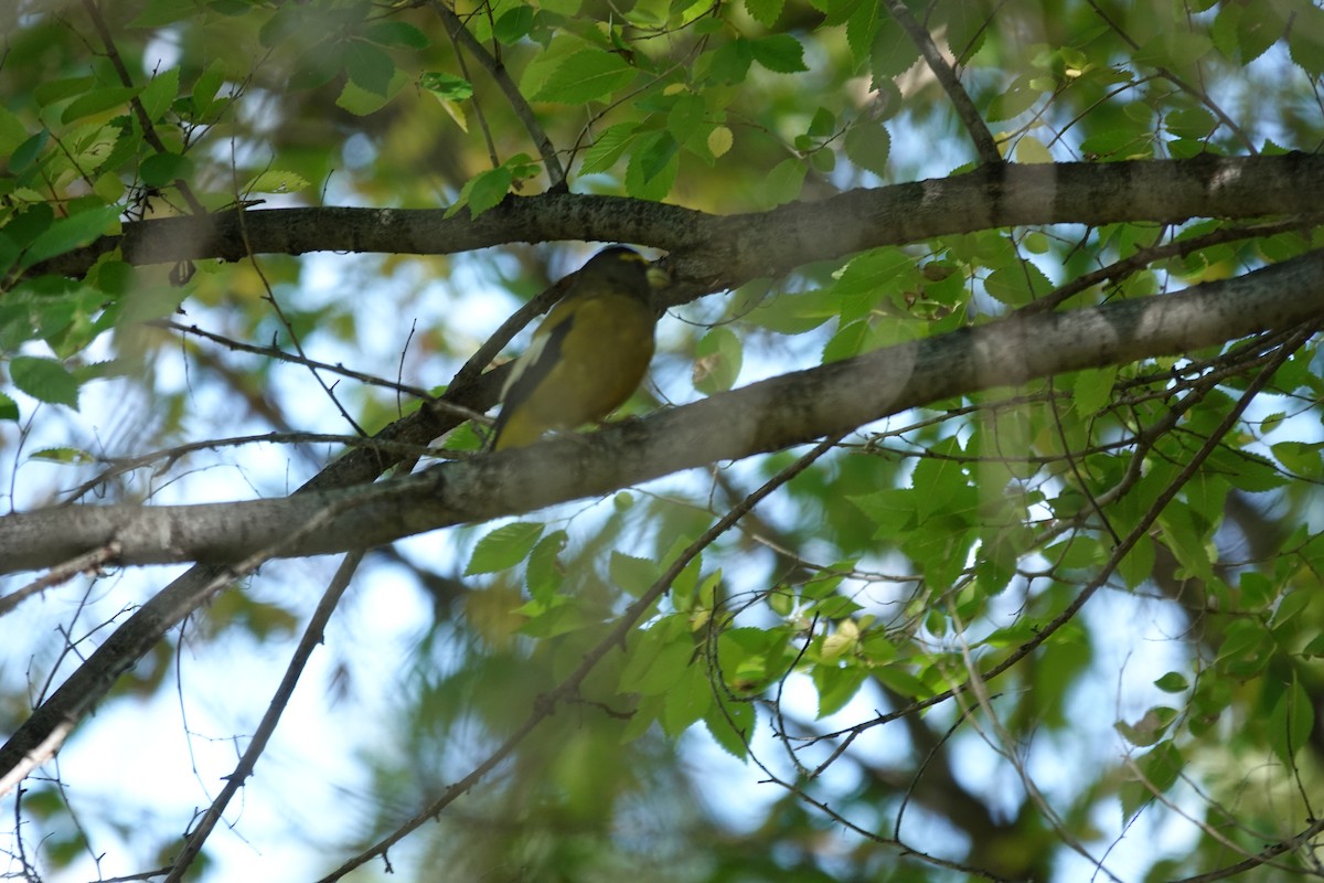 Evening Grosbeak - ML645860548